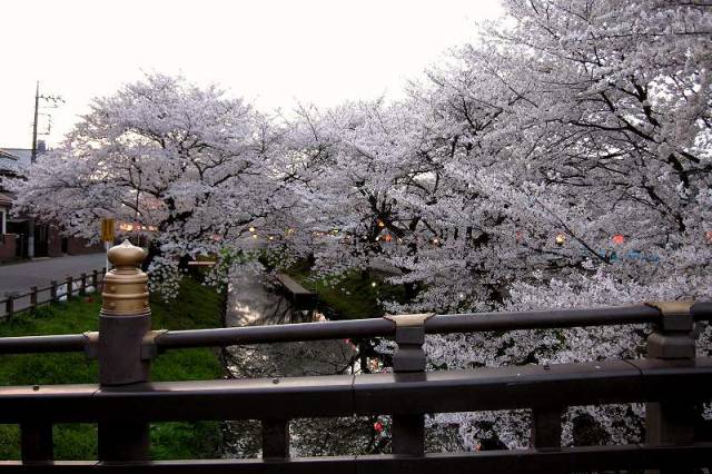 新河岸川の桜（川越市）