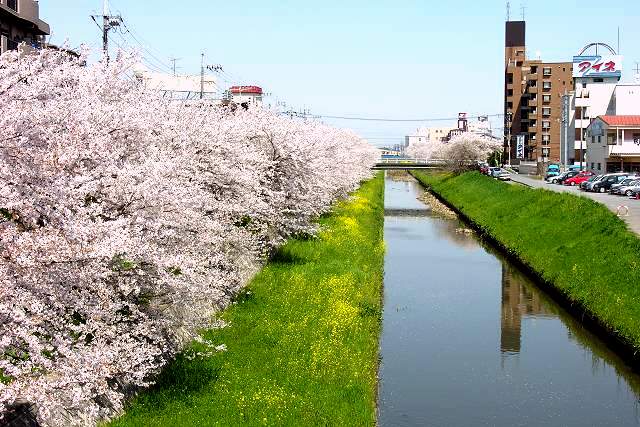 新河岸川の桜（川越市）