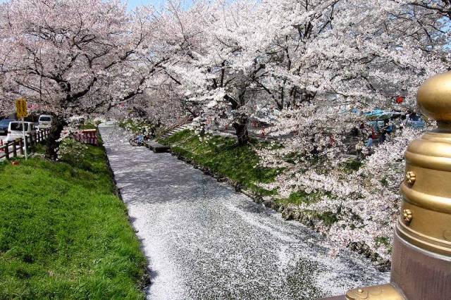 新河岸川の桜（川越市）