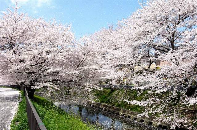 川越の桜