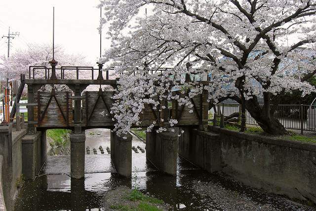 川越の桜