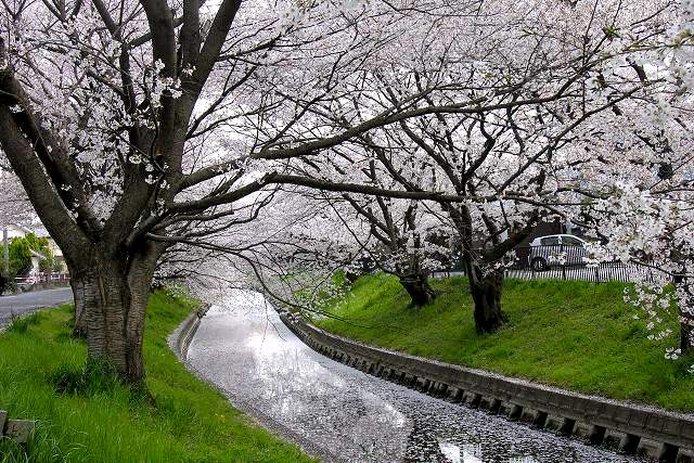 川越の桜