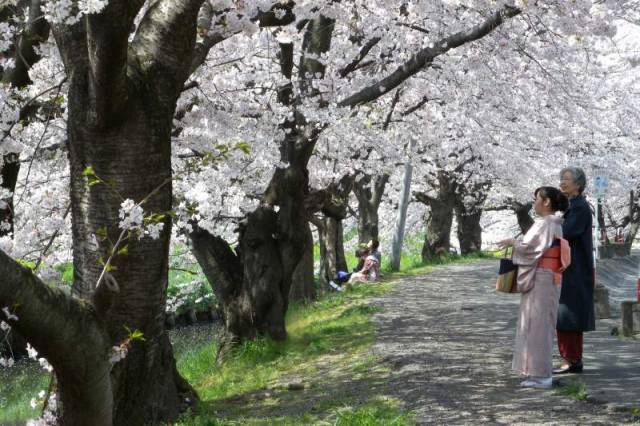新河岸川沿いの桜並木