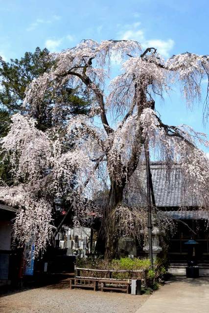 明見院の枝垂れ桜