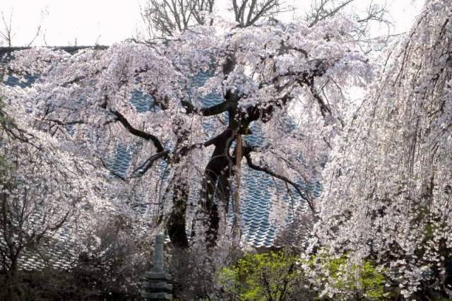 中院の枝垂れ桜