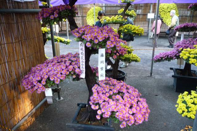 小江戸川越菊まつり