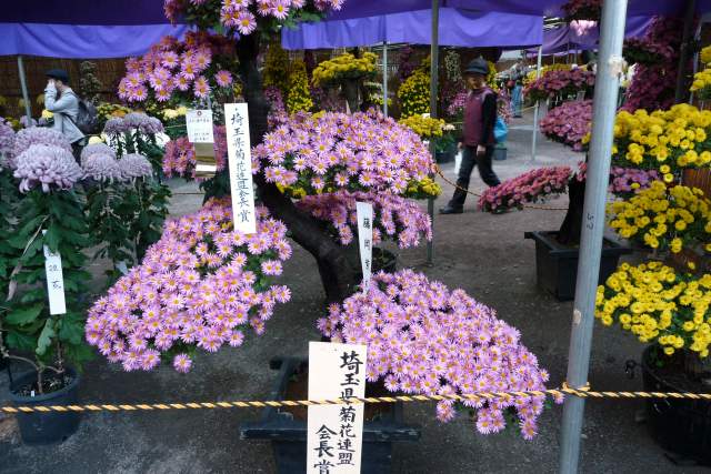 小江戸川越菊まつり