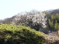 白梅