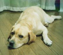 �Q���ׂ��Ă݂܂���