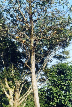 �`�̖؂ł��B