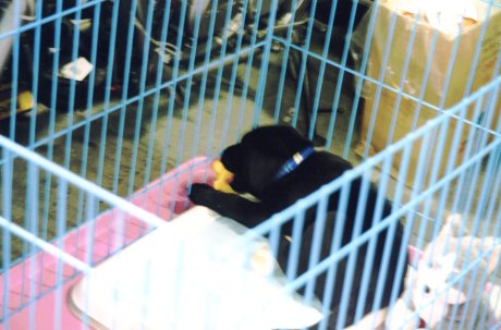 ����̂͊y�����I