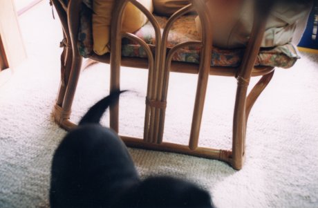 �V�g�̂�����