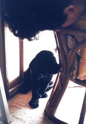 ���S���O�ɃC�^�Y���S�͉萶���܂�