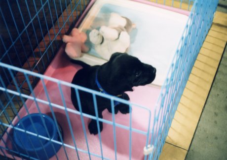 �������̂ɁA�I�e�e�̑傫�Ȓj�̎q�ł����B