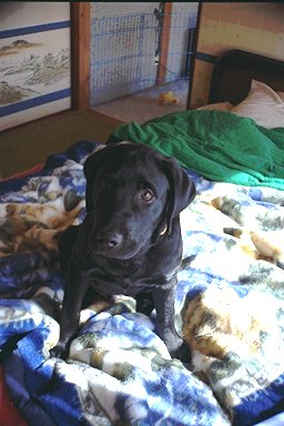 �_���_�������Ă��܁`��