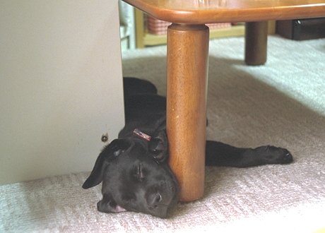 ���ǂ��Ȃ��Q��