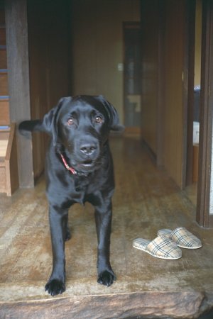 ��������͈��������Ȃ����I