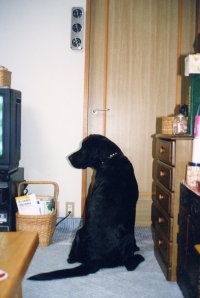 ���̃h�A�̌������ɂ���񂾁I