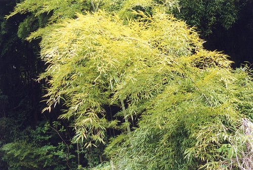 Our Bamboo Garden in May.