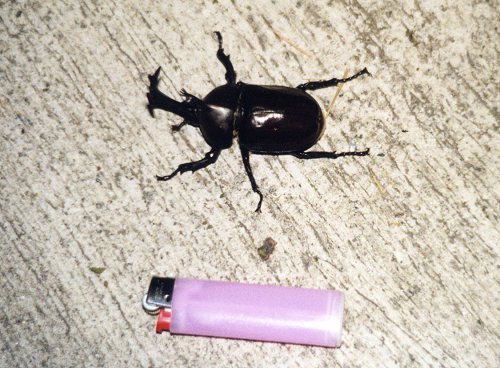 ���Ԃƒ��N