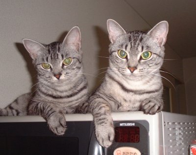 �܂낿���Ƃ����������