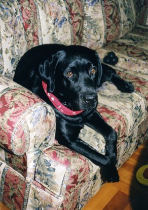 �����ւ�I�\�t�@�A����`�`�`���