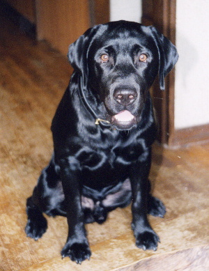 �l�����A�ǂ��q�ł���H