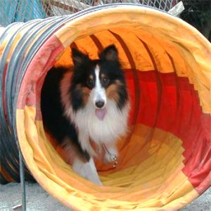 �A�W���e�B�̗��K���I