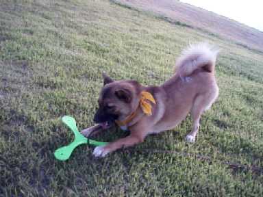 �L�����ŗV�Ԃ̂��čō��I