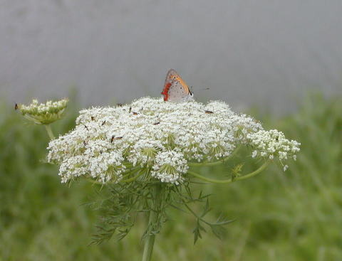 夏のセリ科の花