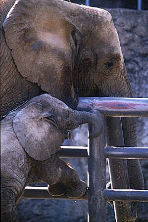 Ai AF-S Nikkor ED 300mm F2.8D(IF)