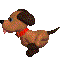 犬