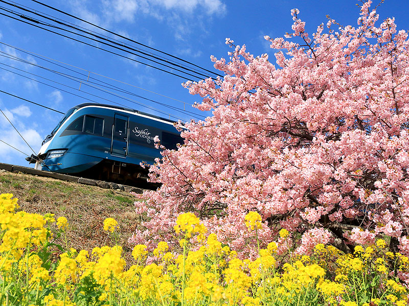 �T�t�B�[���x��q