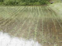 04taue-1.JPG (438684 バイト)