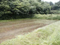 04taue-6.JPG (449628 バイト)