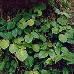 cA