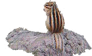 ܂肷