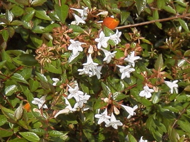 1999.10.22：長居植物園)