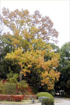 アベマキ(京都府立植物園（京都市）：2000.11.25.)