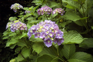 セイヨウアジサイ（小石川植物園：2000.6.3)