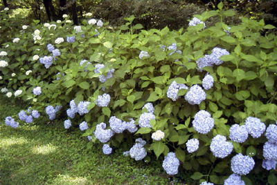 アジサイ（大阪市立大学理学部付属植物園：2000.6.24.)