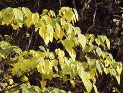 アカメガシワの黄葉(2000.11.19:神戸森林植物園）