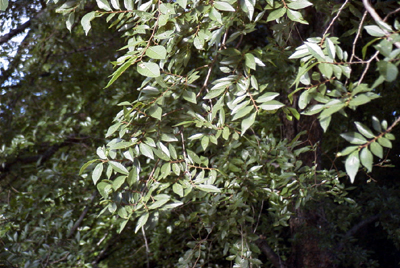 アキニレの枝葉