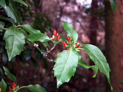 アオキ(京都府立植物園：2008.1.5)