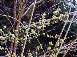 森林植物園:2001.4.2