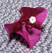 ブーゲンビレアの花(2001.9.9)