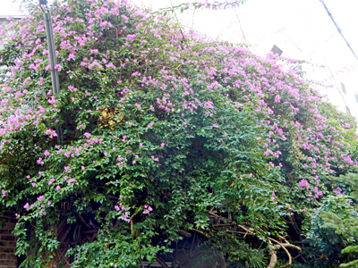 民家の屋根をおおうように咲くブーゲンビレア(大阪市北区茶屋町：2015.12.30)