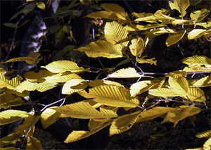 チドリノキの黄葉(森林植物園：2000.11.19)