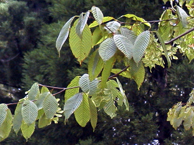チドリノキ(神戸市立森林植物園：2002.8.31)