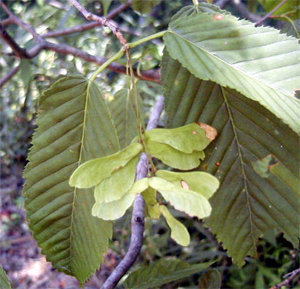 チドリノキの果穂(森林植物園：2000.8.13)